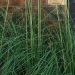 Reviving-Dormant-Elegance-How-to-Bring-Your-Ornamental-Grass-Back-to-Life-on-bridgetownherald