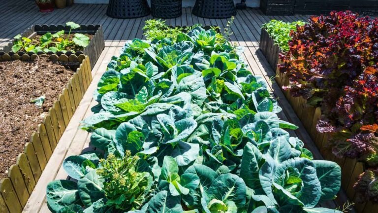 Square Foot Gardening For Beginners: A Comprehensive Guide