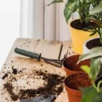 Tips-For-Unveiling-The-Wonders-Of-Compost-Soil-For-Your-Indoor-Garden-on-bridgetownherald